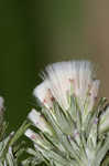 Annual trampweed